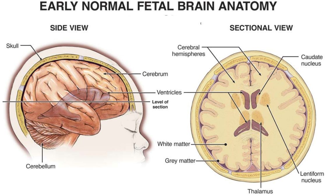 Early Normal Fetal Brain Activity | Michigan Cerebral Palsy Attorneys